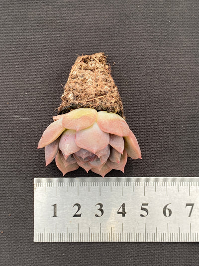 多肉植物 アカコイ 105株セット 品番AB0186