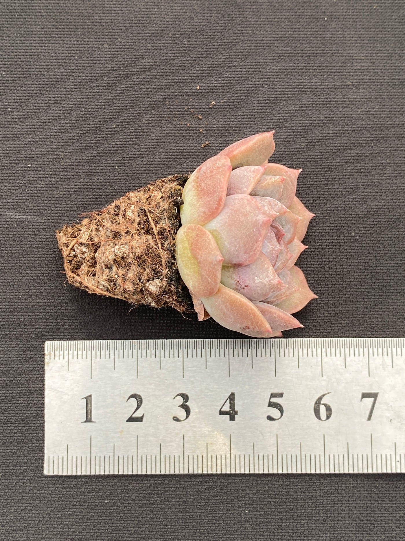 多肉植物 アカコイ 105株セット 品番AB0186