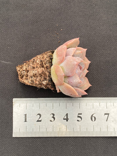 多肉植物 アカコイ 105株セット 品番AB0186