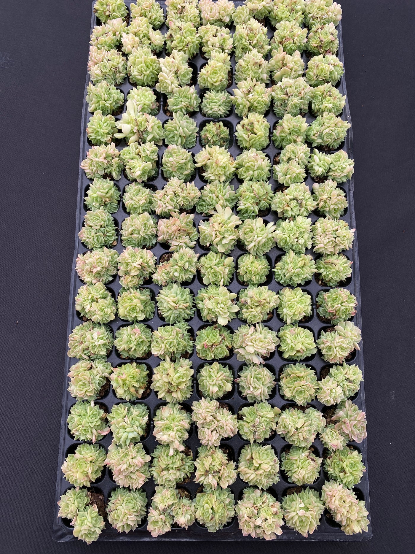 多肉植物 エデュリエル 105株セット 品番AB0168