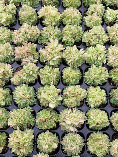 多肉植物 エデュリエル 105株セット 品番AB0168