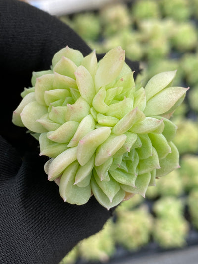 多肉植物 エデュリエル 105株セット 品番AB0168