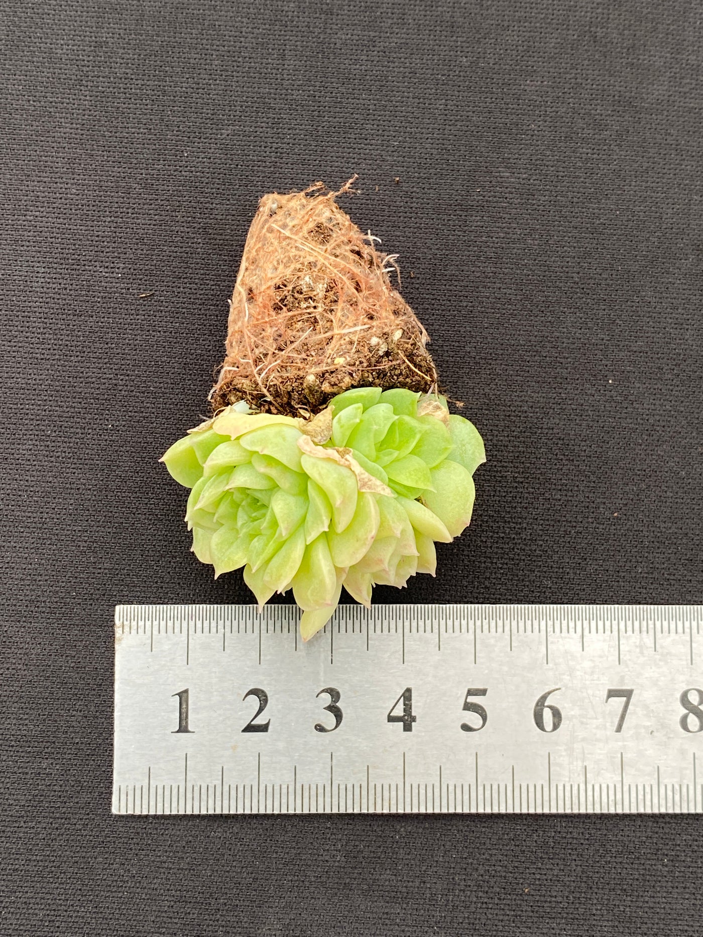 多肉植物 エデュリエル 105株セット 品番AB0168