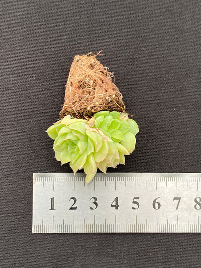 多肉植物 エデュリエル 105株セット 品番AB0168