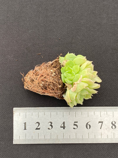 多肉植物 エデュリエル 105株セット 品番AB0168