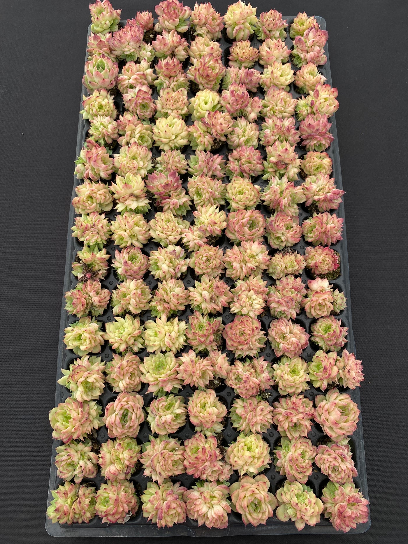多肉植物 レッドスワン 105株セット 品番AB0170