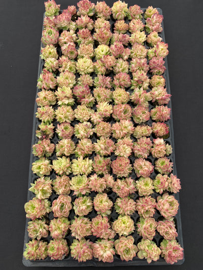 多肉植物 レッドスワン 105株セット 品番AB0170
