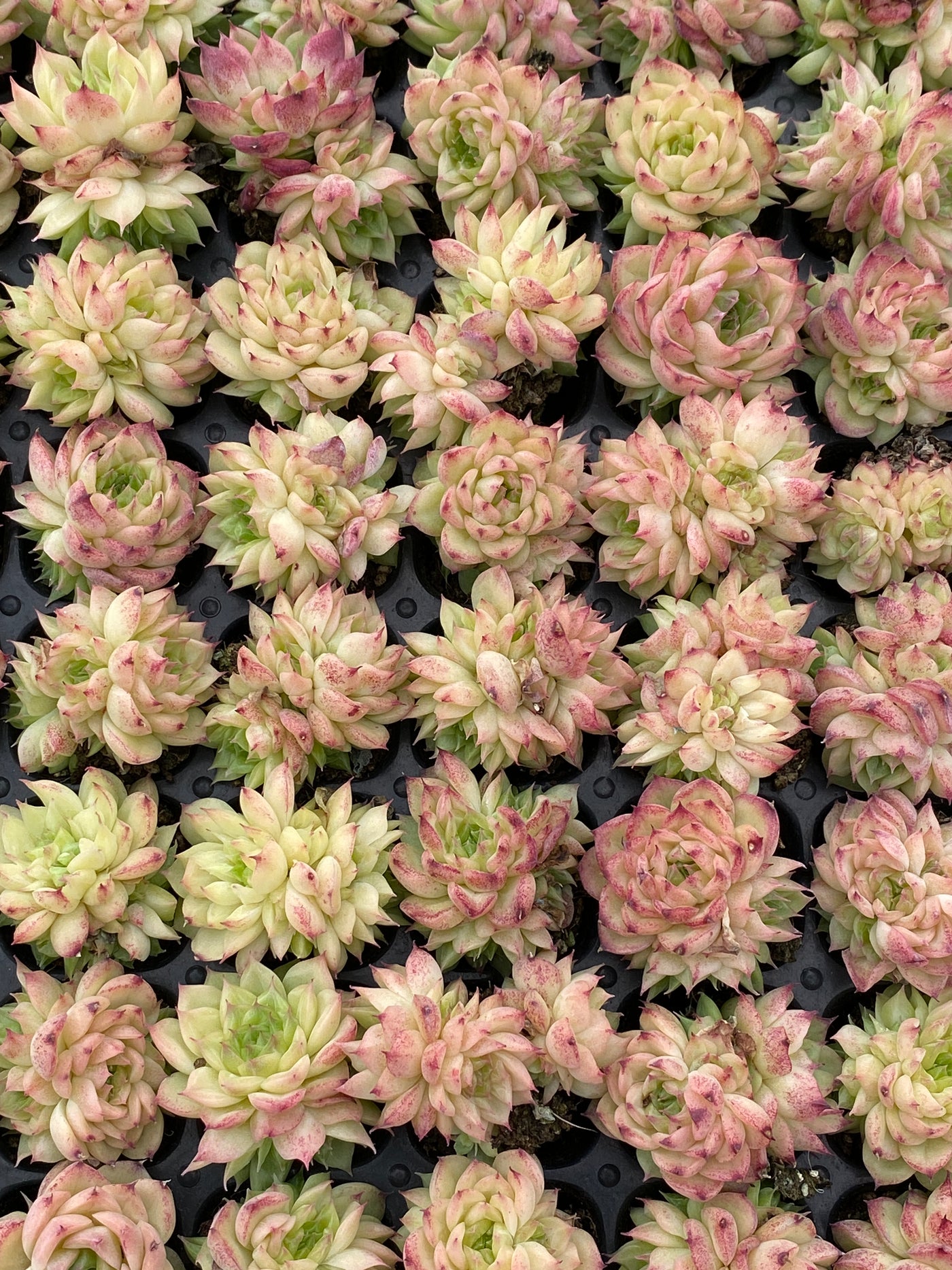 多肉植物 レッドスワン 105株セット 品番AB0170