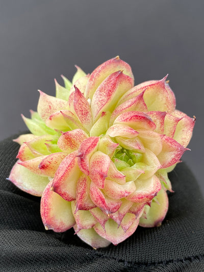 多肉植物 レッドスワン 105株セット 品番AB0170