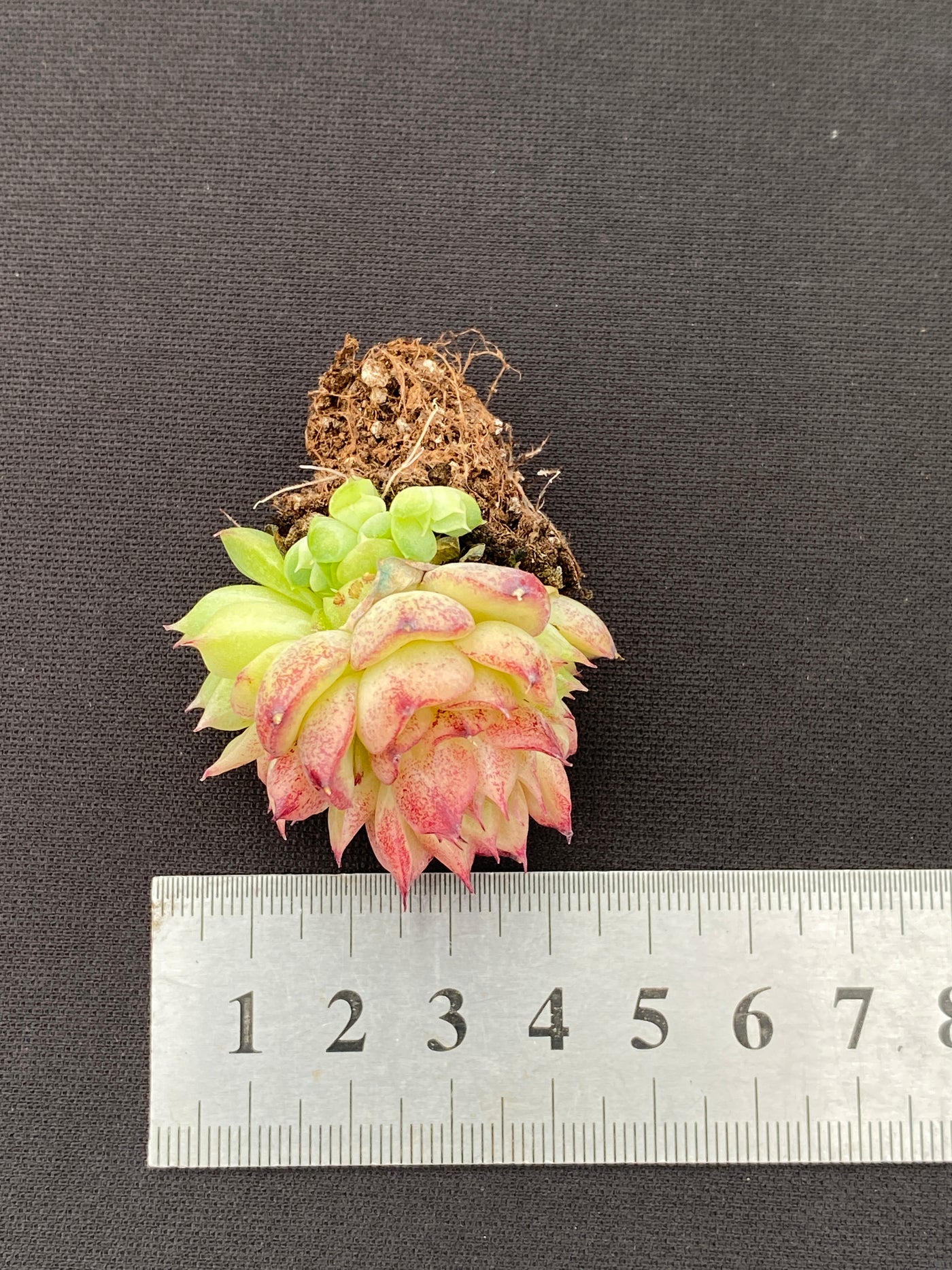 多肉植物 レッドスワン 105株セット 品番AB0170