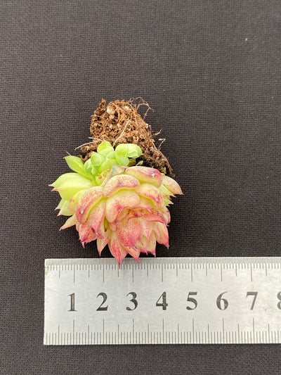 多肉植物 レッドスワン 105株セット 品番AB0170
