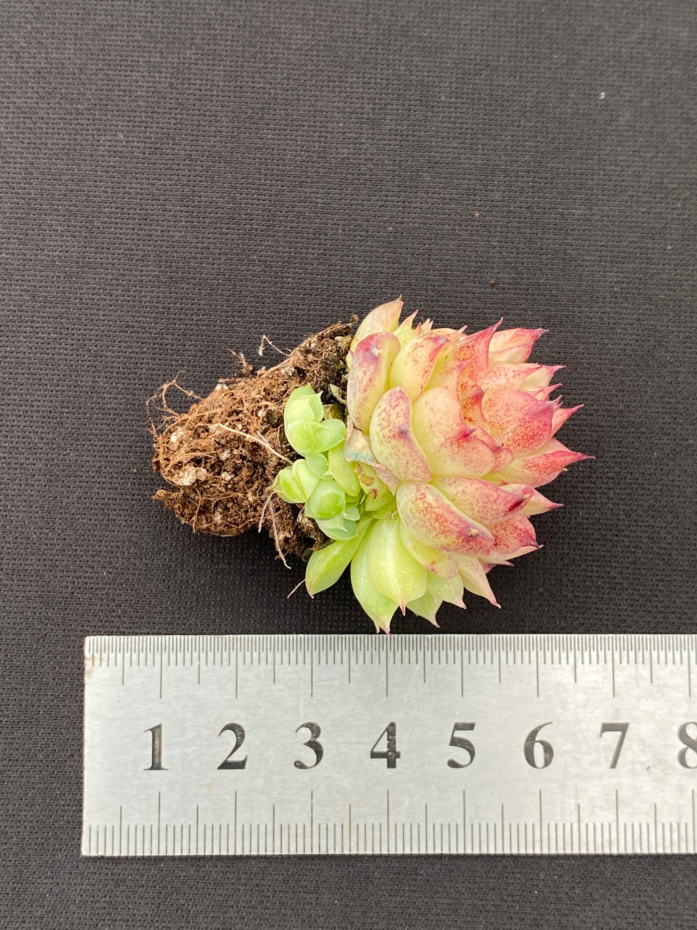 多肉植物 レッドスワン 105株セット 品番AB0170