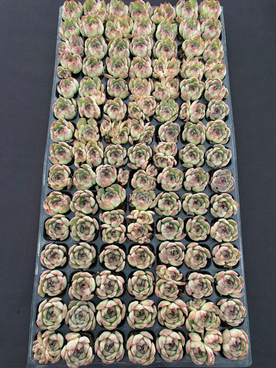 多肉植物 ゴウンセンシ 105株セット 品番AB0184