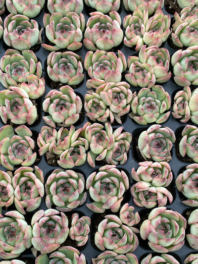 多肉植物 ゴウンセンシ 105株セット 品番AB0184