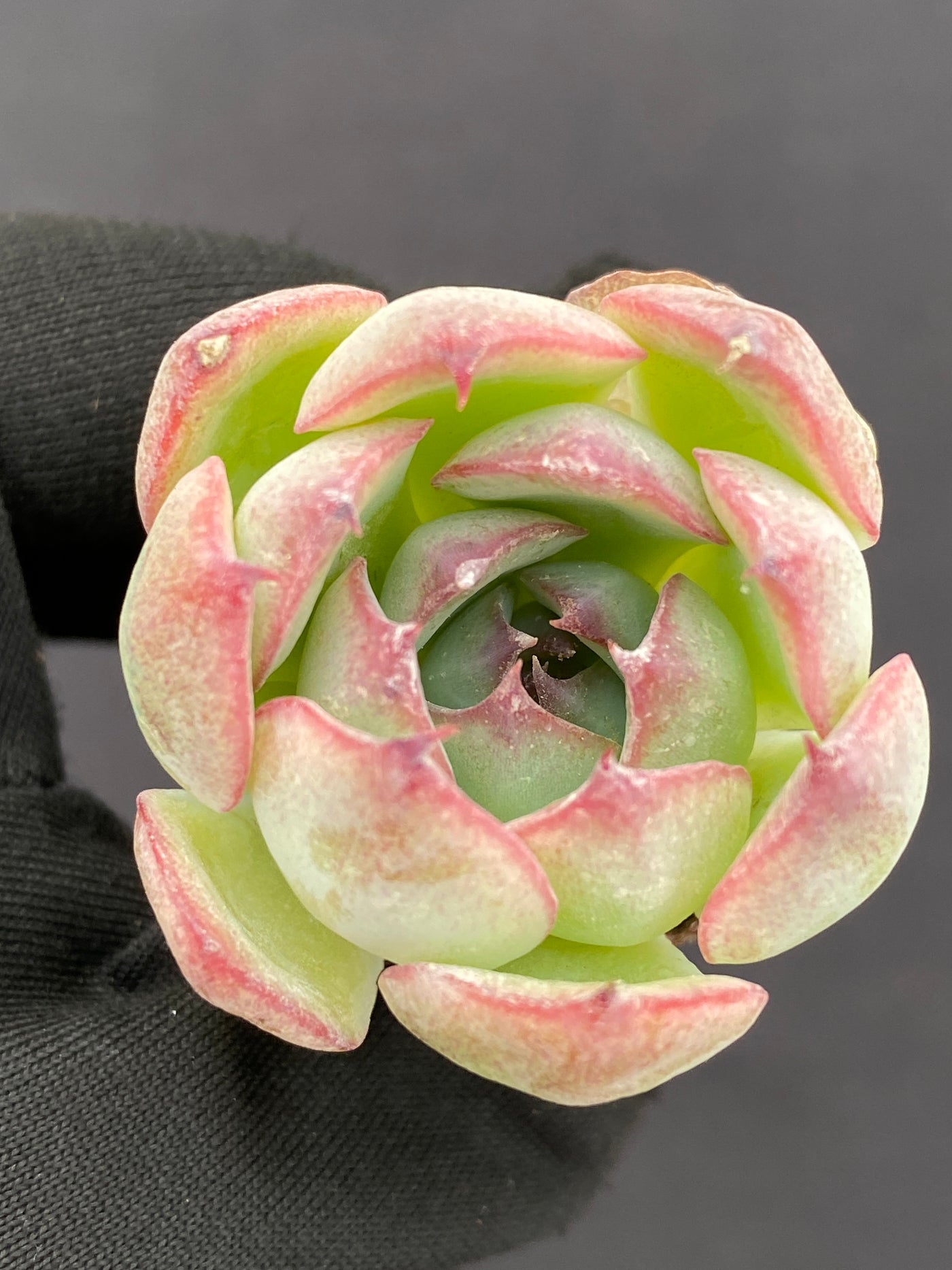 多肉植物 ゴウンセンシ 105株セット 品番AB0184