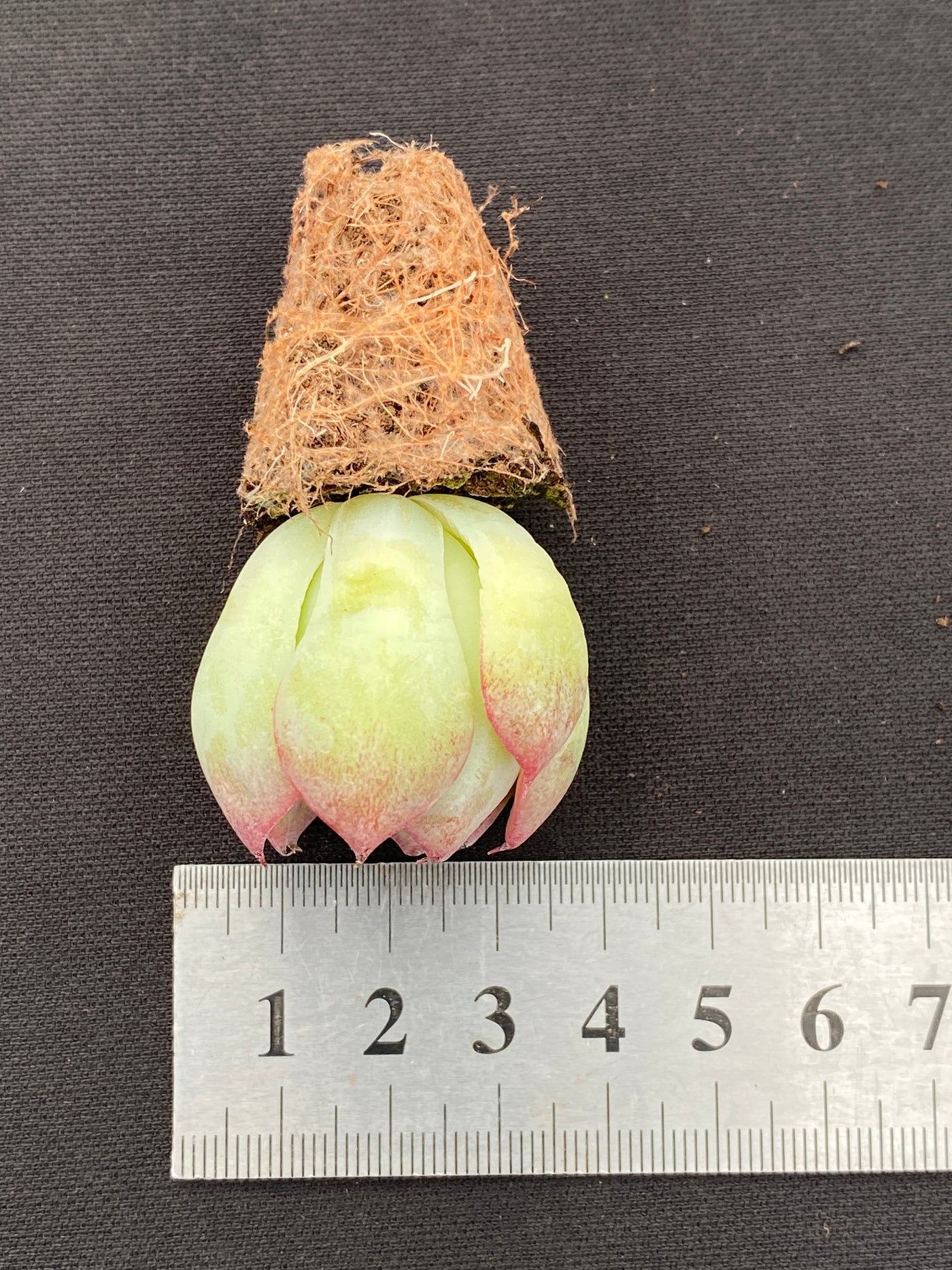 多肉植物 ゴウンセンシ 105株セット 品番AB0184