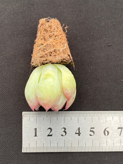 多肉植物 ゴウンセンシ 105株セット 品番AB0184