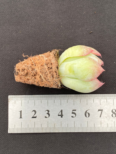 多肉植物 ゴウンセンシ 105株セット 品番AB0184