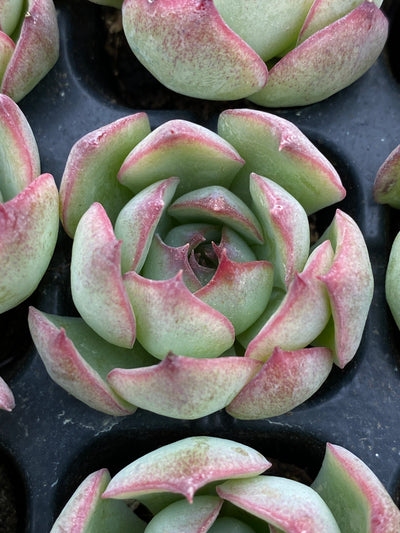 多肉植物 ゴウンセンシ 105株セット 品番AB0184