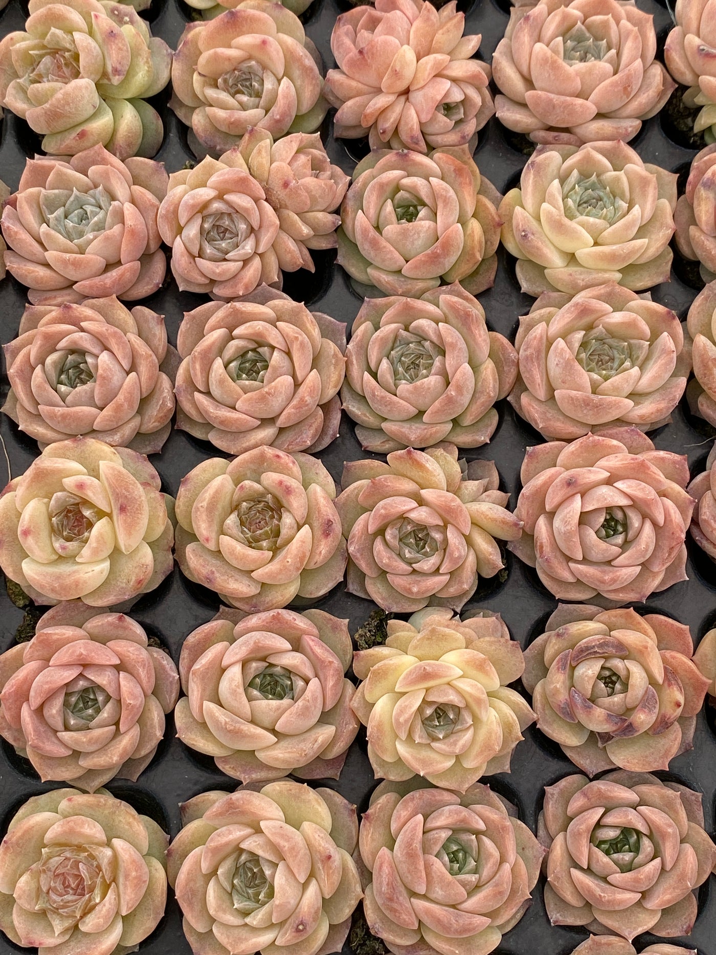 多肉植物 アイスクイーン 105株セット 品番AB0172