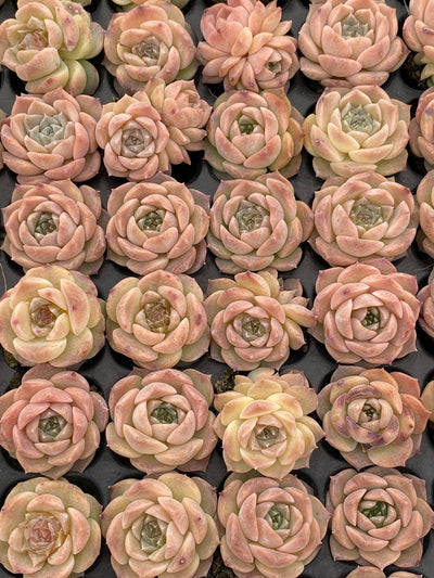 多肉植物 アイスクイーン 105株セット 品番AB0172