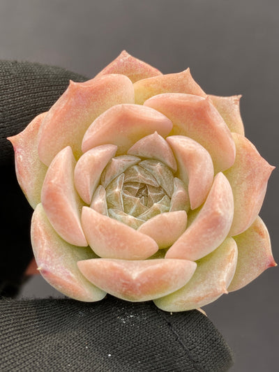 多肉植物 アイスクイーン 105株セット 品番AB0172