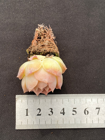 多肉植物 アイスクイーン 105株セット 品番AB0172
