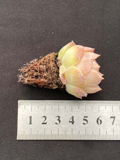 多肉植物 アイスクイーン 105株セット 品番AB0172
