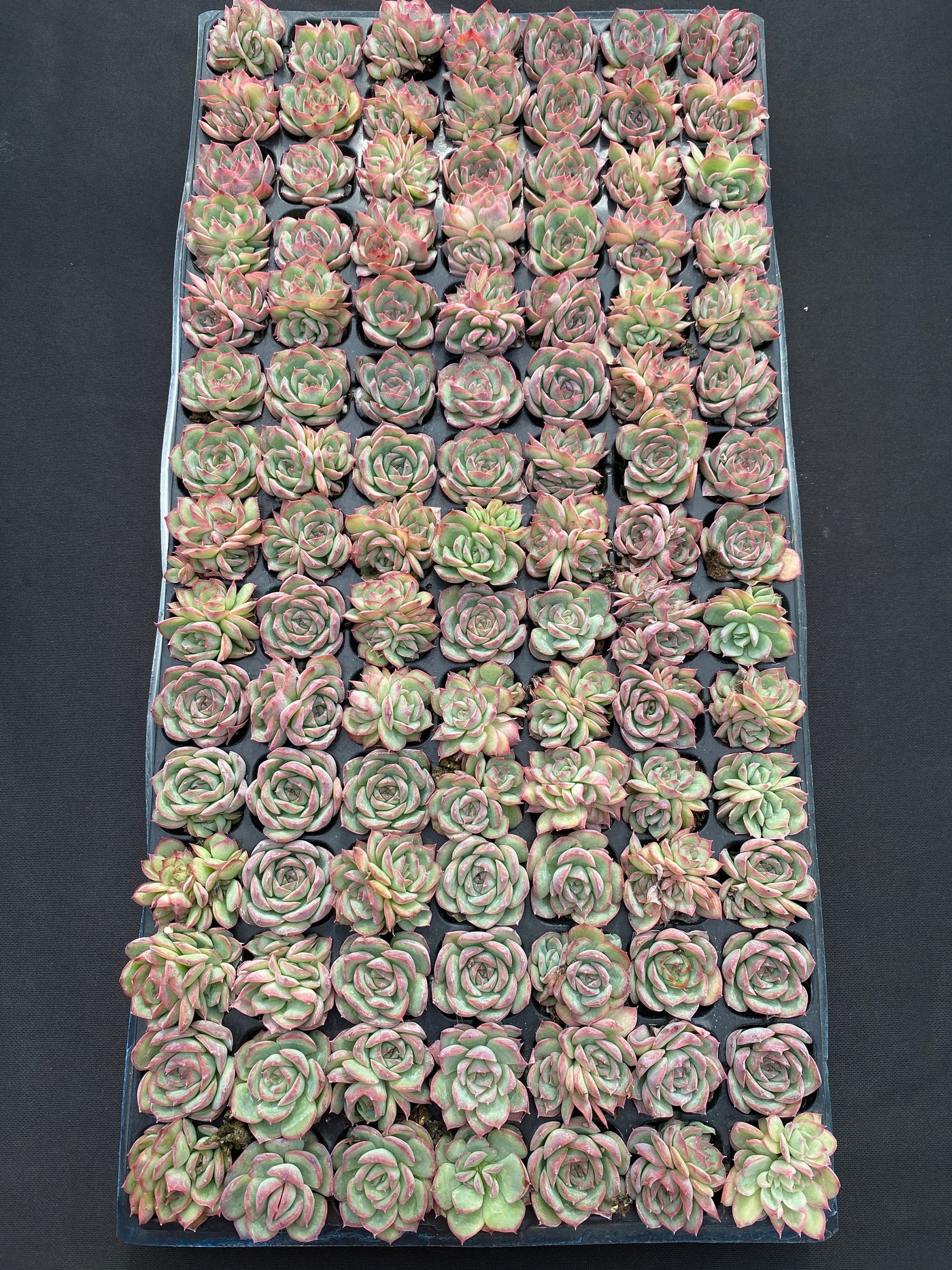多肉植物 シルエット 105株セット 品番AB0183