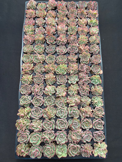 多肉植物 シルエット 105株セット 品番AB0183