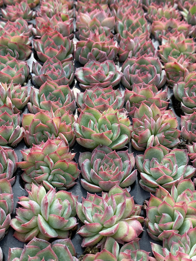 多肉植物 シルエット 105株セット 品番AB0183