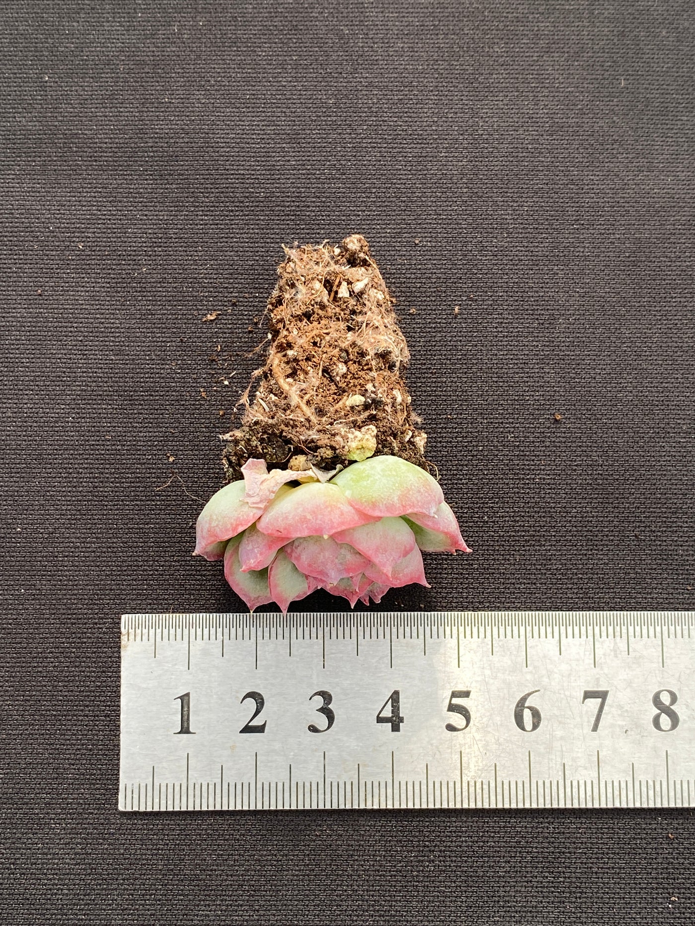 多肉植物 シルエット 105株セット 品番AB0183