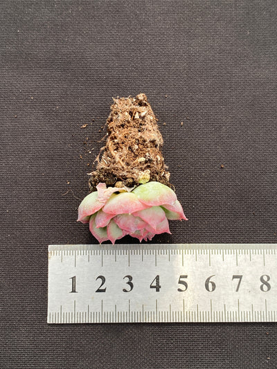 多肉植物 シルエット 105株セット 品番AB0183