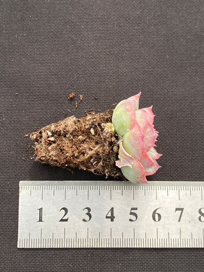 多肉植物 シルエット 105株セット 品番AB0183
