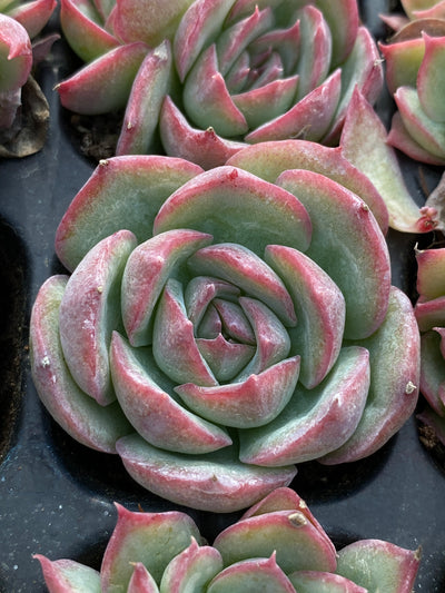 多肉植物 シルエット 105株セット 品番AB0183