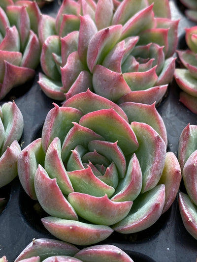 多肉植物 シルエット 105株セット 品番AB0183