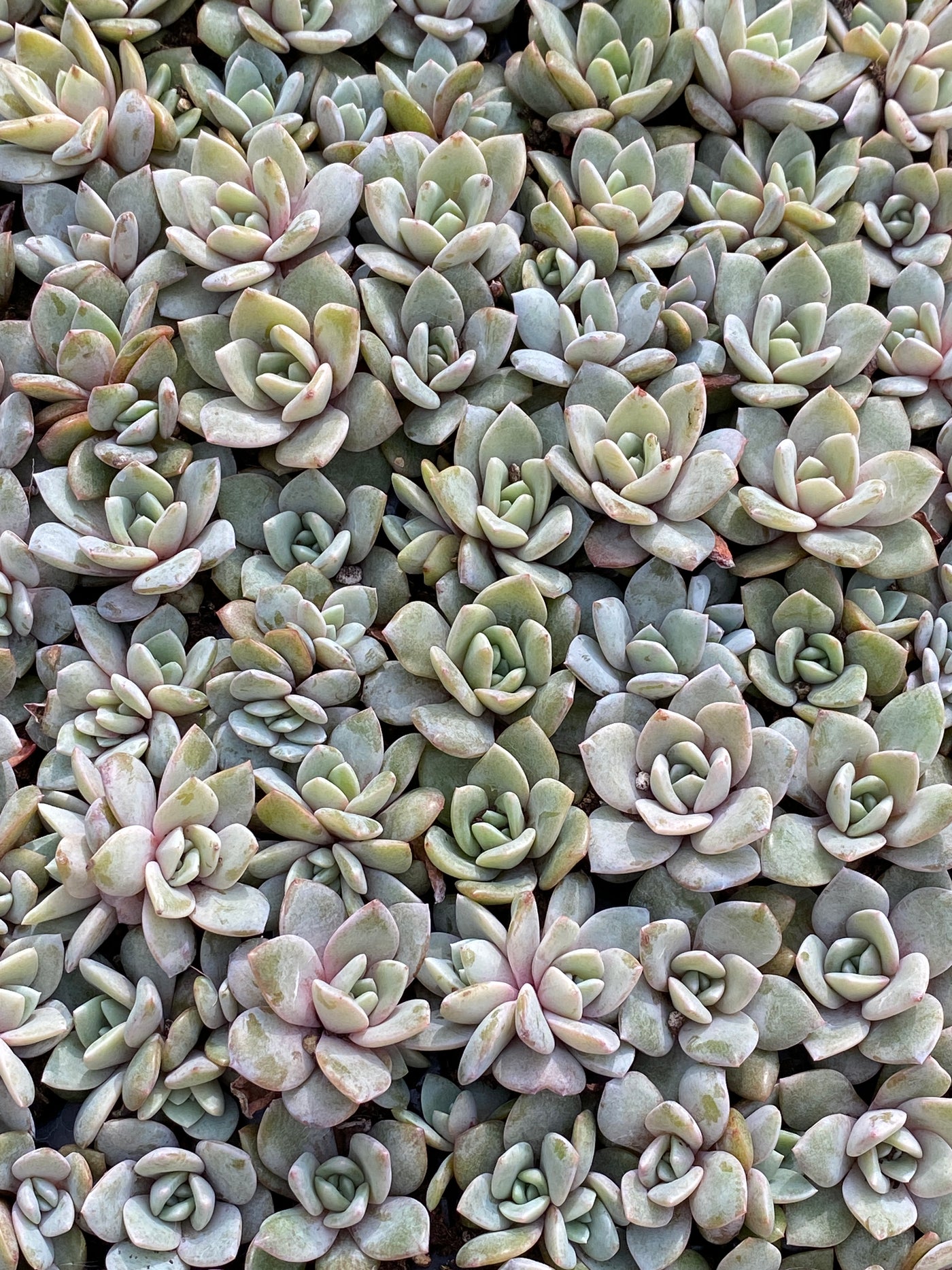 多肉植物 ドイチャムシャンパン 105株セット 品番AB0174