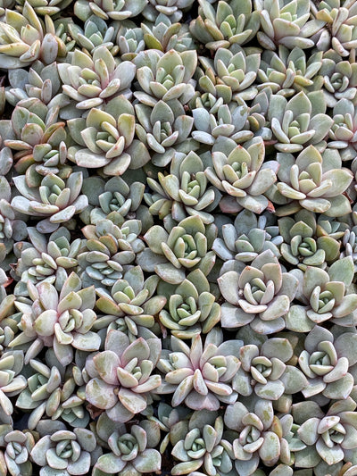多肉植物 ドイチャムシャンパン 105株セット 品番AB0174