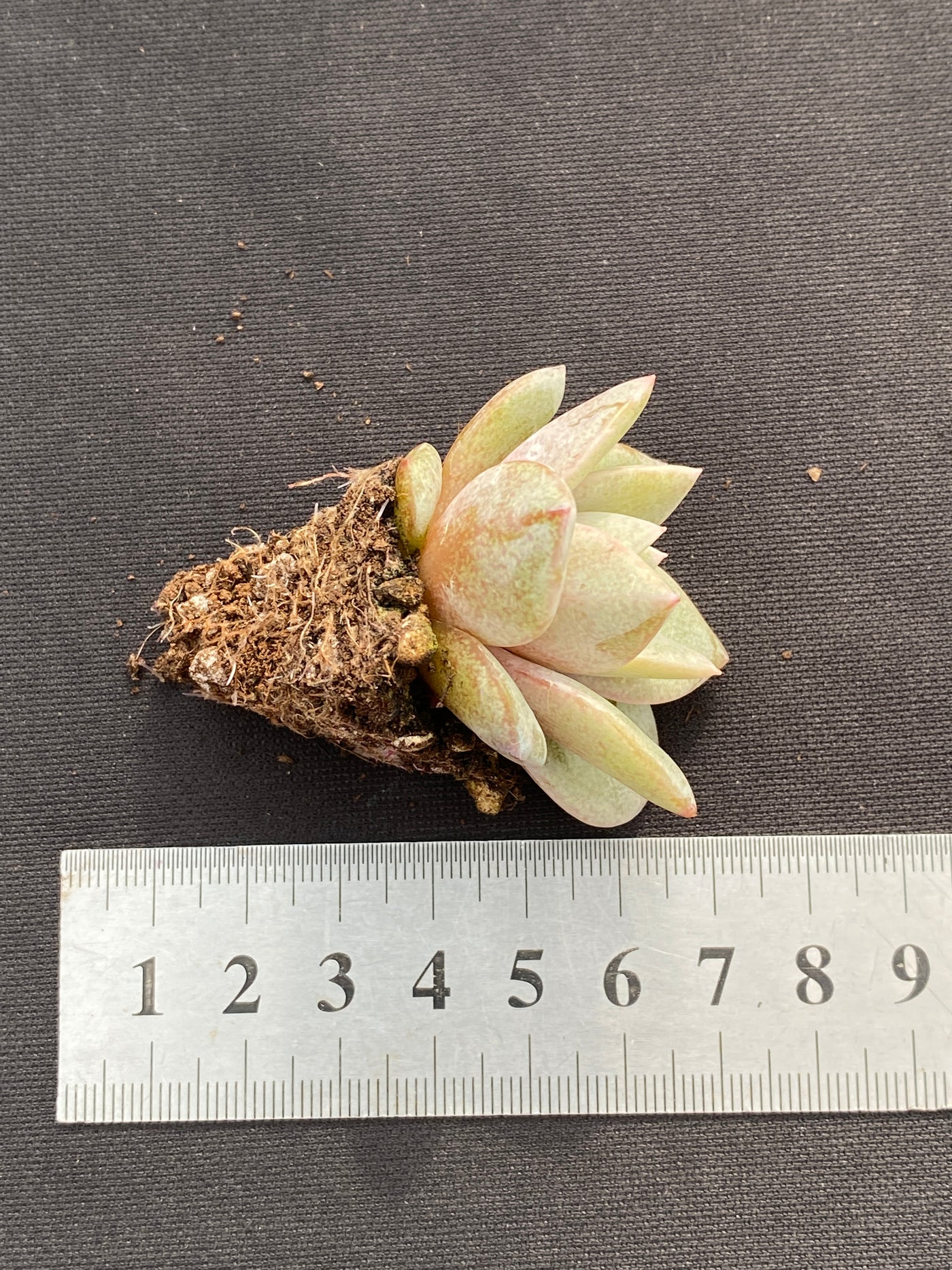 多肉植物 ドイチャムシャンパン 105株セット 品番AB0174