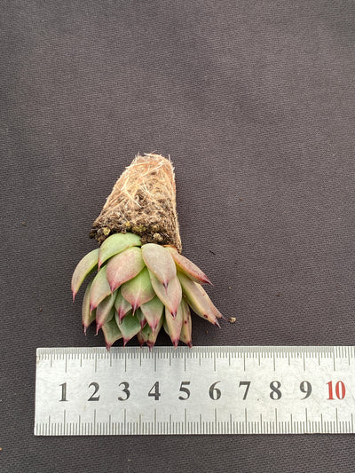 多肉植物 ハロウィンナイト 105株セット 品番AB0178