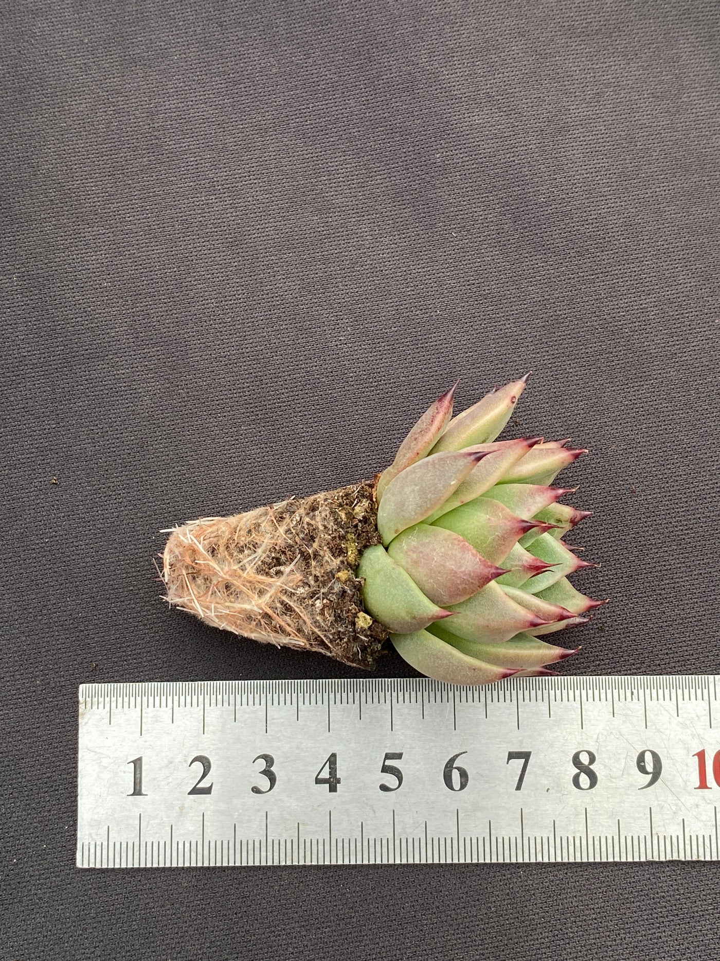 多肉植物 ハロウィンナイト 105株セット 品番AB0178