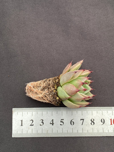 多肉植物 ハロウィンナイト 105株セット 品番AB0178