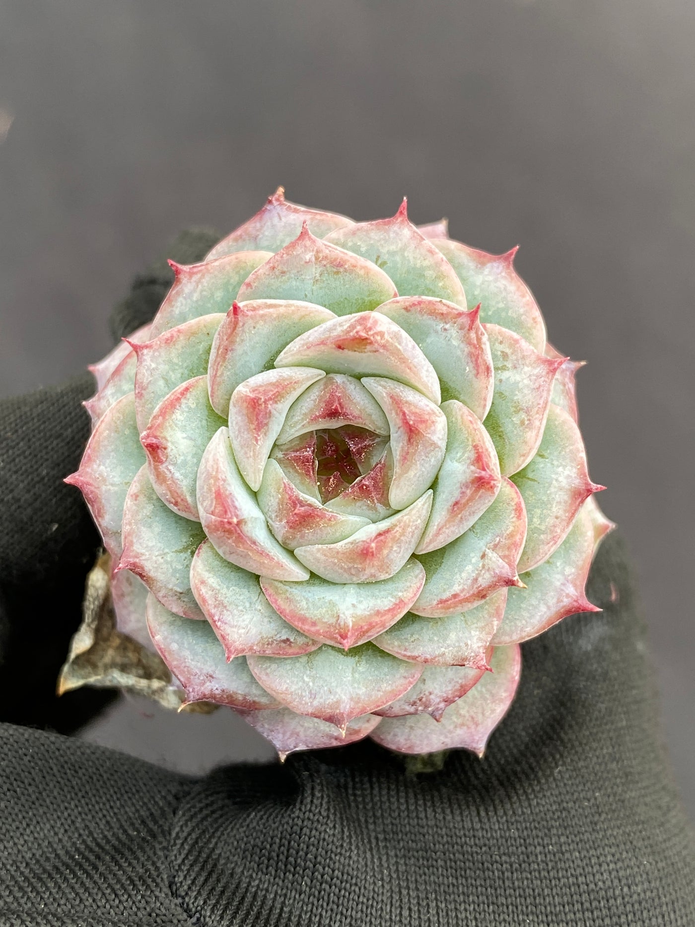 多肉植物 ベルベット 105株セット 品番AB0180