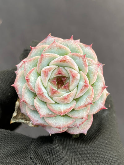 多肉植物 ベルベット 105株セット 品番AB0180
