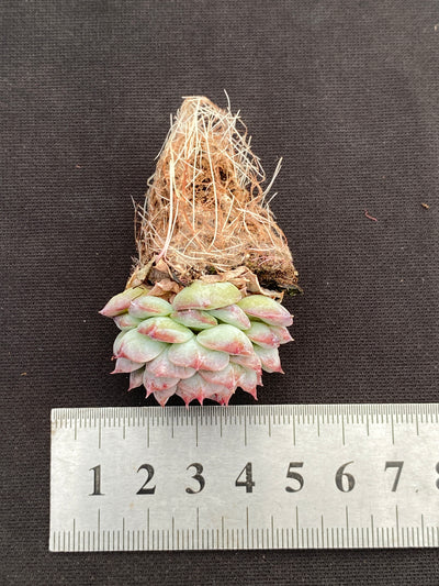 多肉植物 ベルベット 105株セット 品番AB0180