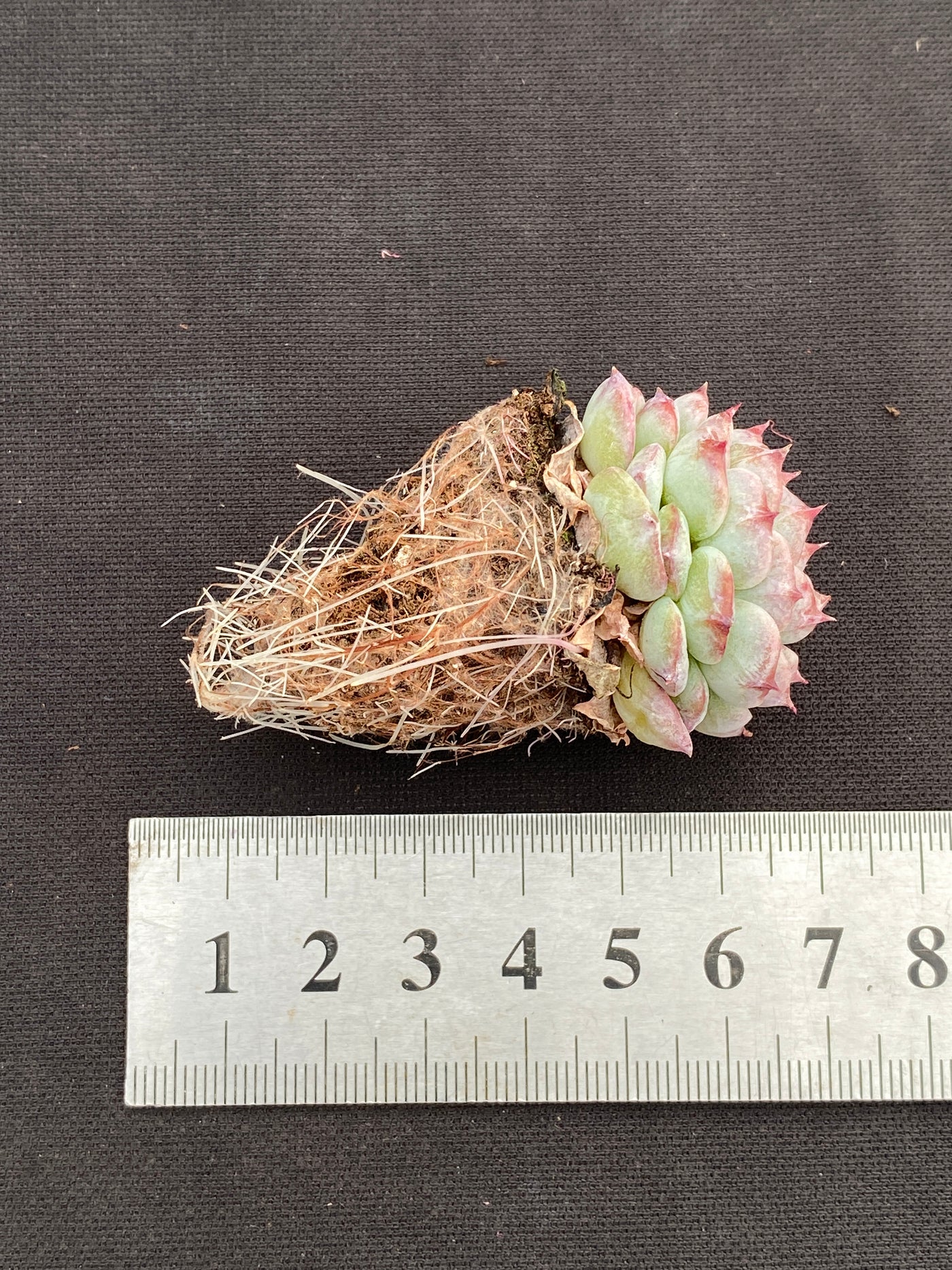 多肉植物 ベルベット 105株セット 品番AB0180
