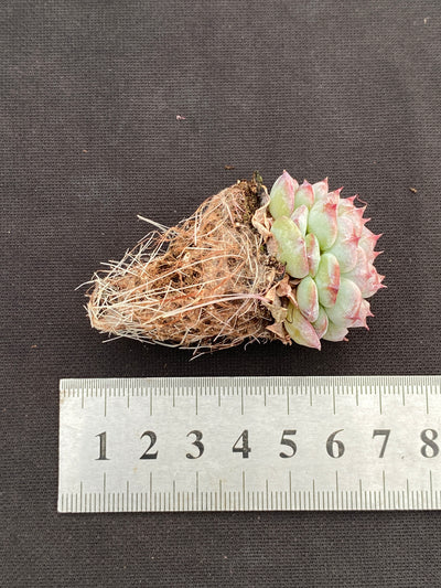 多肉植物 ベルベット 105株セット 品番AB0180