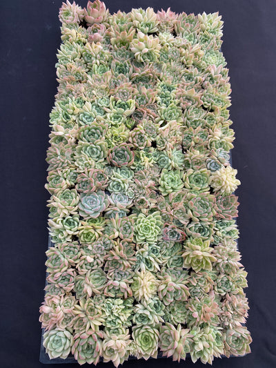 多肉植物 ストローグラス 105株セット 品番AB0179