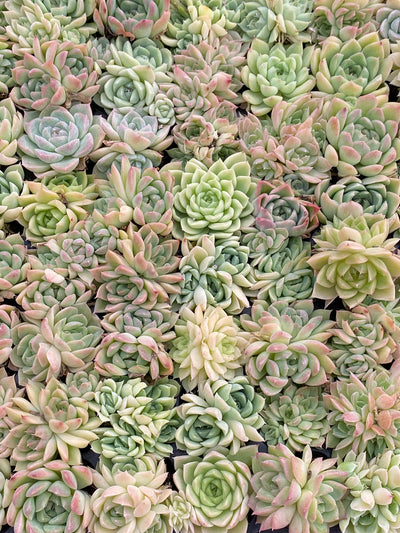 多肉植物 ストローグラス 105株セット 品番AB0179