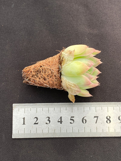 多肉植物 ストローグラス 105株セット 品番AB0179